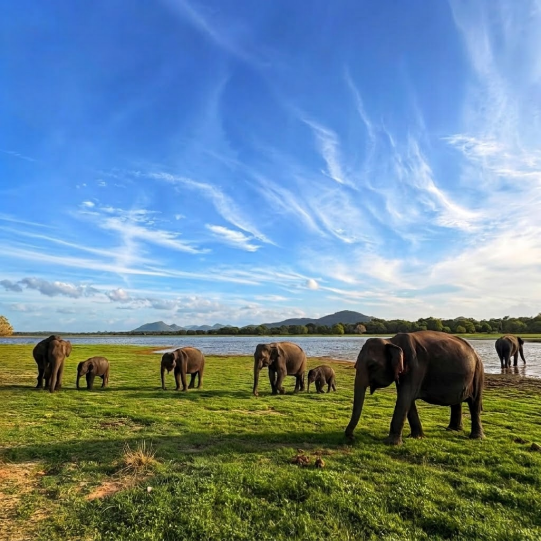 Minneriya-Kaudulla Elephant Gathering: Sri Lanka's Greatest Wildlife Show elephant gathering