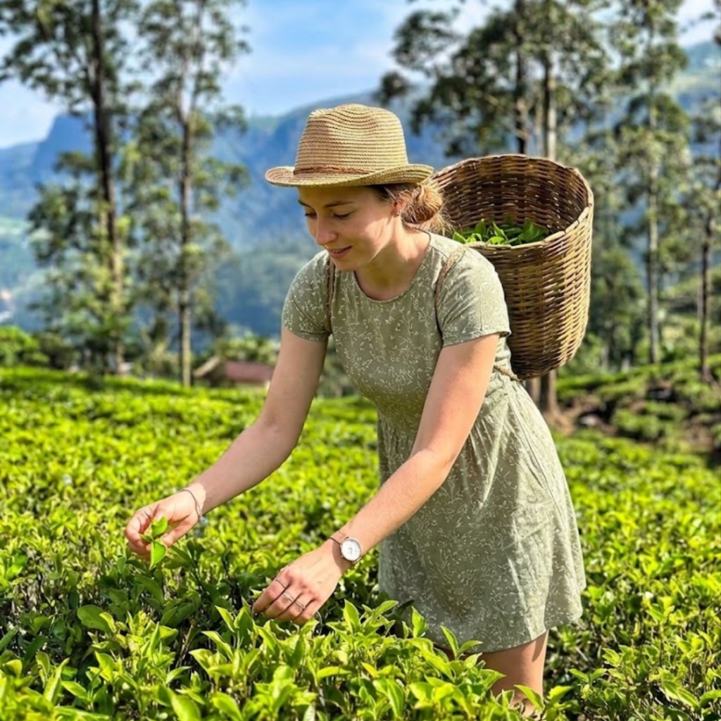 tea country