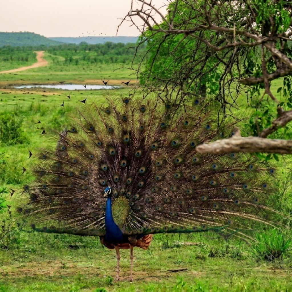 kumana national park
