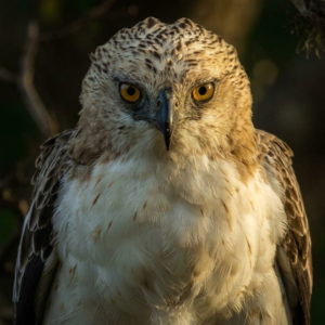 birds in sri lanka