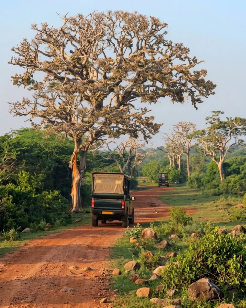bundala safari