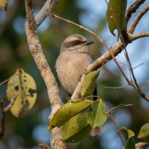 sri lanka woodshrike