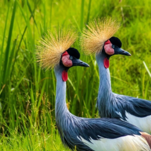 sri lanka birdwatching