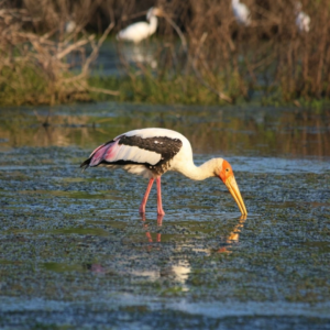 flamingos sri lanka